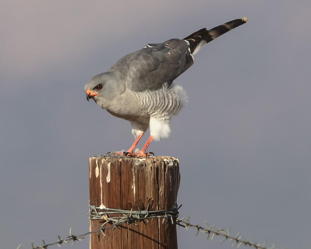Gabar Goshawk